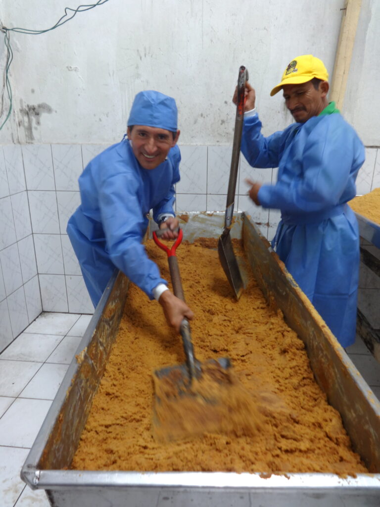 Secando la panela ecológica de Comercio Justo