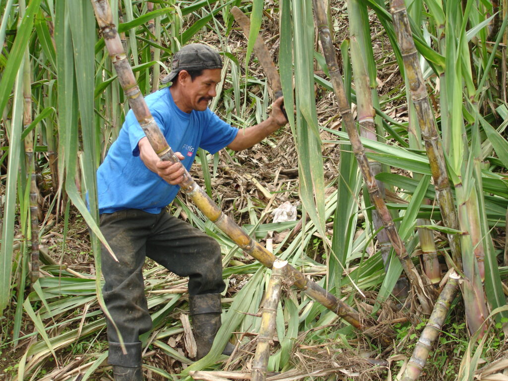 Cortando caña de azúcar para elabora panela en Ecuador.