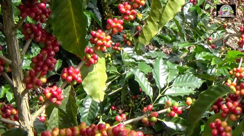 Granos de café cultivados en los Andes de Bolivia